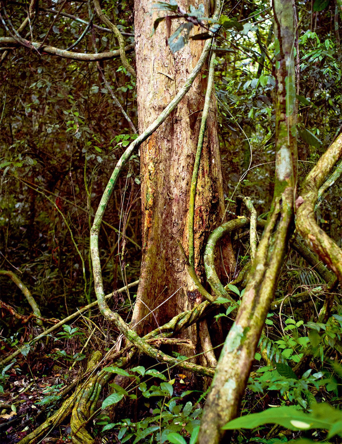 秘鲁丛林的挑战 Jungle Adventure